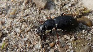 Attēlu rezultāti vaicājumam “Pterostichus oblongopunctatus”