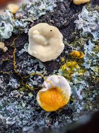 Attēlu rezultāti vaicājumam “Badhamia utricularis stalked”