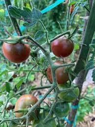 Afbeeldingsresultaat voor debarro black tomato