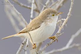 Image result for Sylvia nana