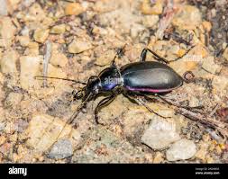 Attēlu rezultāti vaicājumam “Carabus violaceus”