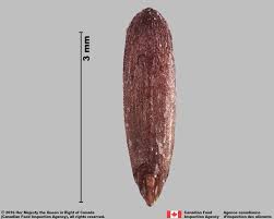 Attēlu rezultāti vaicājumam “Festuca rubra subsp. rubra”