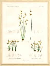 Attēlu rezultāti vaicājumam “Juncus capitatus”