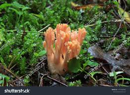 Attēlu rezultāti vaicājumam “Ramaria formosa”