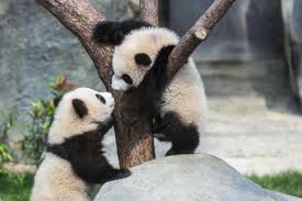 Image result for pandas