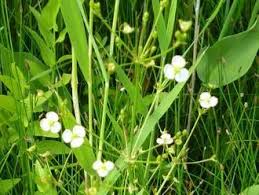 Attēlu rezultāti vaicājumam “Alisma lanceolatum leaf”