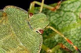 Attēlu rezultāti vaicājumam “Palomena prasina imago”