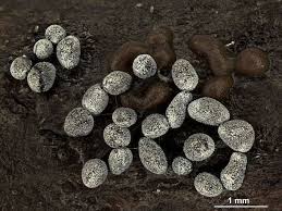 Attēlu rezultāti vaicājumam “Physarum licheniforme”