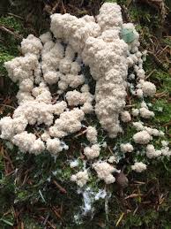 Attēlu rezultāti vaicājumam “Fuligo cinerea macro”