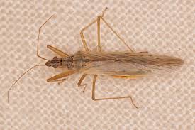 Attēlu rezultāti vaicājumam “Nabidae”