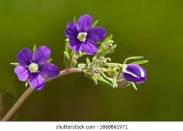 Image result for Legousia speculum-veneris