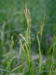 Attēlu rezultāti vaicājumam “Carex sylvatica fruit”