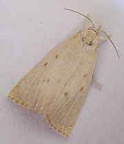 Attēlu rezultāti vaicājumam “Calamotropha paludella”