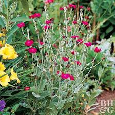 Image result for Lychnis coronaria