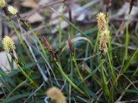 Attēlu rezultāti vaicājumam “Carex ericetorum”