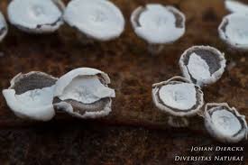 Attēlu rezultāti vaicājumam “Diderma hemisphaericum”