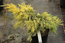 Attēlu rezultāti vaicājumam “Juniperus chinensis”