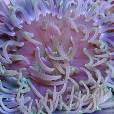 Image result for sea Anemone