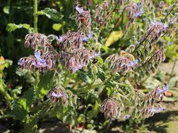 Image result for Borretsch