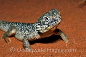 Image result for Central Weald Dragons