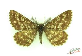 Attēlu rezultāti vaicājumam “Ematurga atomaria”