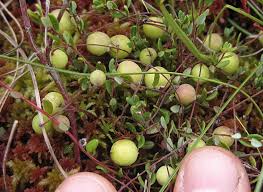 Attēlu rezultāti vaicājumam “Oxycoccus leaf”