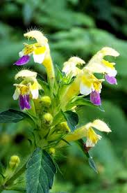 Attēlu rezultāti vaicājumam “Galeopsis speciosa”