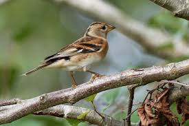 Attēlu rezultāti vaicājumam “Fringilla montifringilla female”