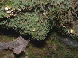 Attēlu rezultāti vaicājumam “Schistostega pennata”