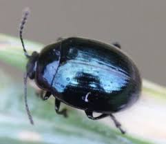 Attēlu rezultāti vaicājumam “Phaedon cochleariae”