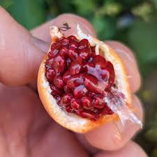 Attēlu rezultāti vaicājumam “Sesleria caerulea fruit”