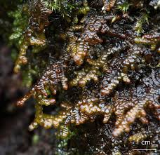 Attēlu rezultāti vaicājumam “Frullania tamarisci”