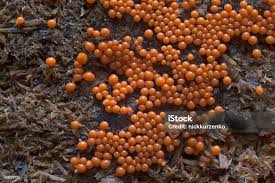 Attēlu rezultāti vaicājumam “Trichia sp.”