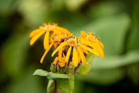Attēlu rezultāti vaicājumam “Ligularia sibirica leaf”