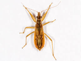 Attēlu rezultāti vaicājumam “Nabidae”