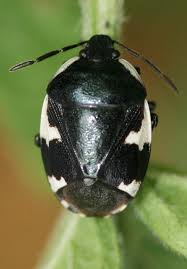 Attēlu rezultāti vaicājumam “Tritomegas bicolor imago”