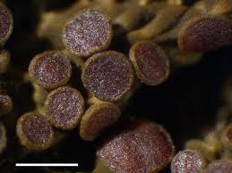 Attēlu rezultāti vaicājumam “Collema”