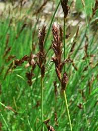 Attēlu rezultāti vaicājumam “Blysmus compressus”