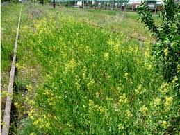 Attēlu rezultāti vaicājumam “Sisymbrium volgense leaf”