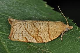 Attēlu rezultāti vaicājumam “Pandemis cerasana”