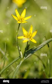 Attēlu rezultāti vaicājumam “Gagea lutea”