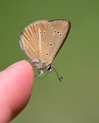 Attēlu rezultāti vaicājumam “Agrodiaetus damon underside”