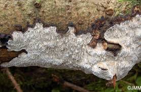 Attēlu rezultāti vaicājumam “Datronia mollis”