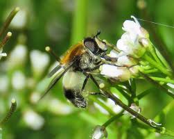 Attēlu rezultāti vaicājumam “Leucozona lucorum”