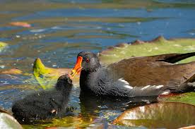 Attēlu rezultāti vaicājumam “Gallinula chloropus adult”