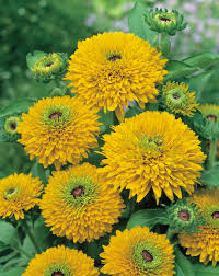 Image result for Rudbeckia