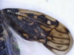 Attēlu rezultāti vaicājumam “Saldula saltatoria”