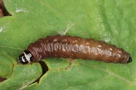 Attēlu rezultāti vaicājumam “Celypha siderana”