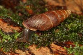 Attēlu rezultāti vaicājumam “Ena montana”