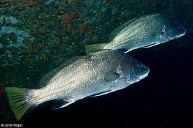 Image result for Sciaena umbra